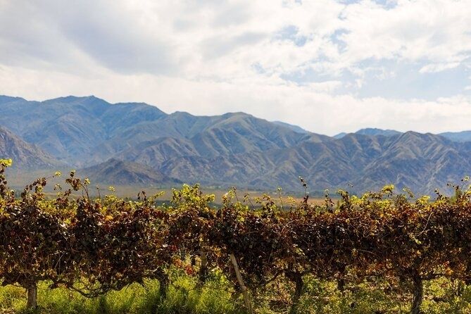 Vinranker i forgrunden med tørre bjerge omkring Cafayate