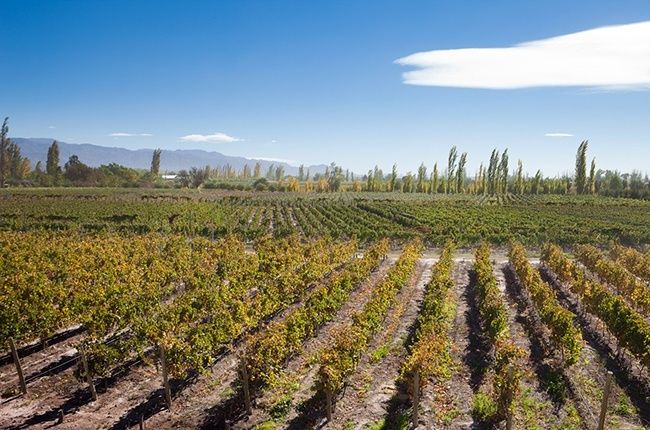 Rækker af vinplanter i Argentinas solrige bjerglandskab